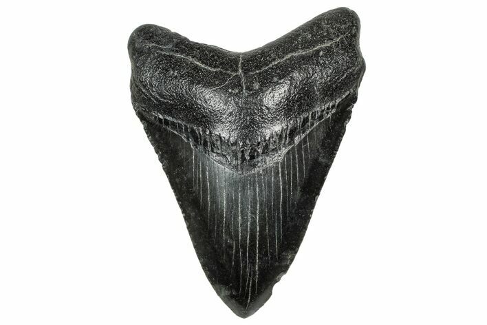 Serrated, Fossil Megalodon Tooth - South Carolina #328753